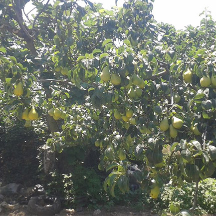 Armut Ağacı