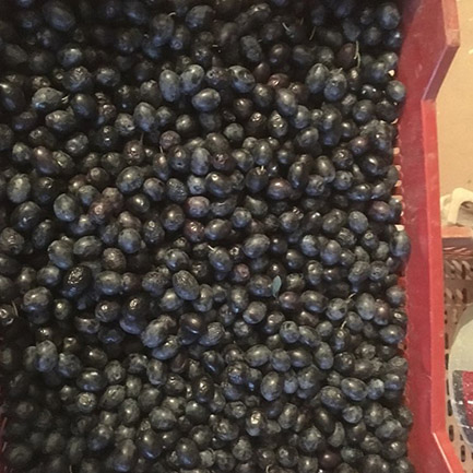 siyah zeytin