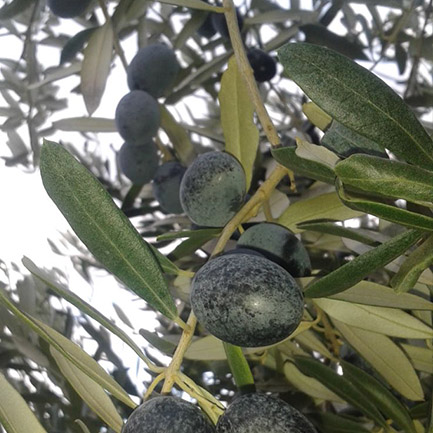 zeytin dalında