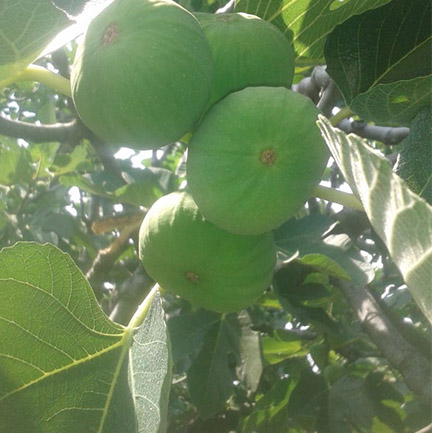 incir ağacı