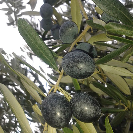 dalda zeytin