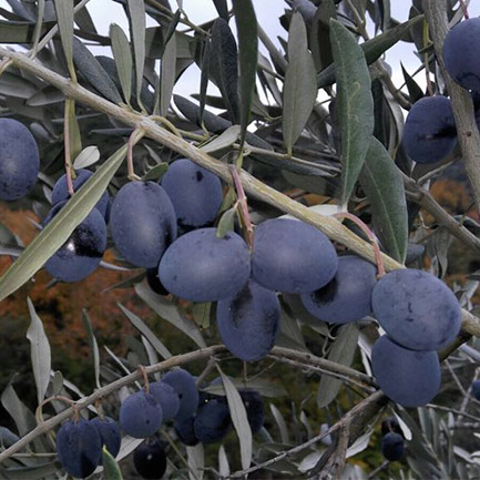 dalda zeytin