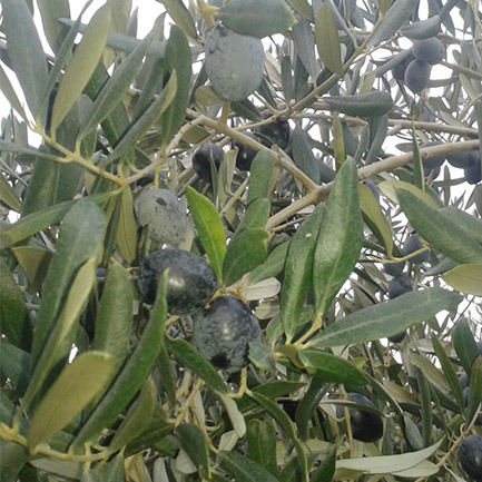 dalda siyah zeytin